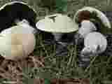 tabanovic.com